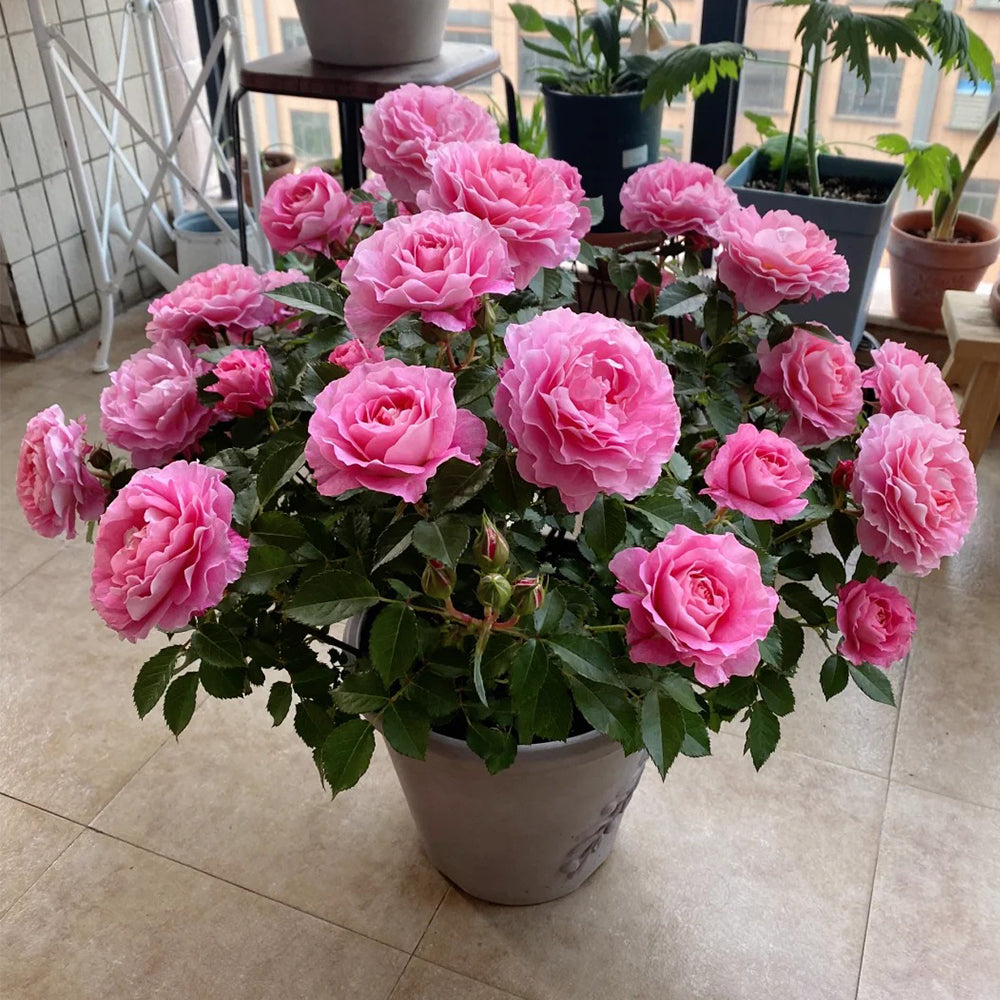 Neptune King Terrazza Netherlands Florist Shrub Rose For Sale