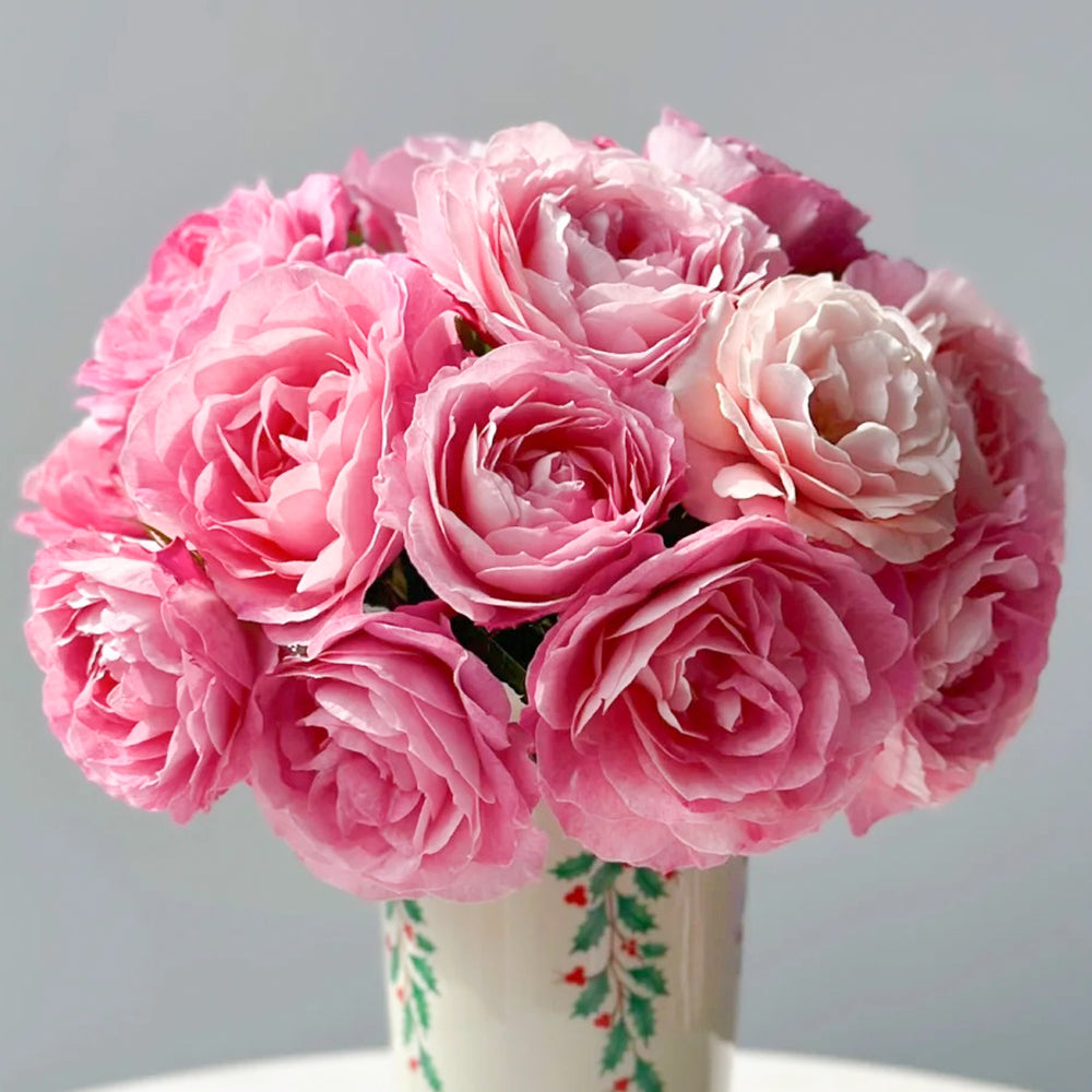 Kin Poloold Roses Neptune King Terrazza Dutch Florist Shrub Rose For Sale – Highgarden Roses