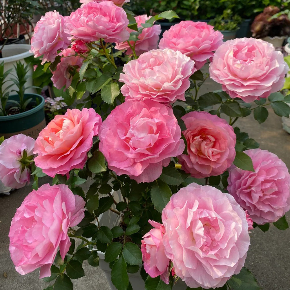 Neptune King Terrazza Netherlands Florist Shrub Rose For Sale