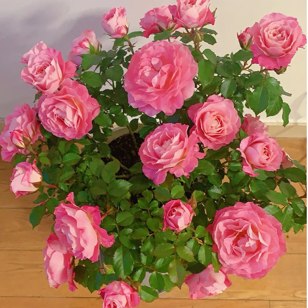 ROSE様 Neptune King Terrazza 海神王阳台, Excellent Disease Resistance