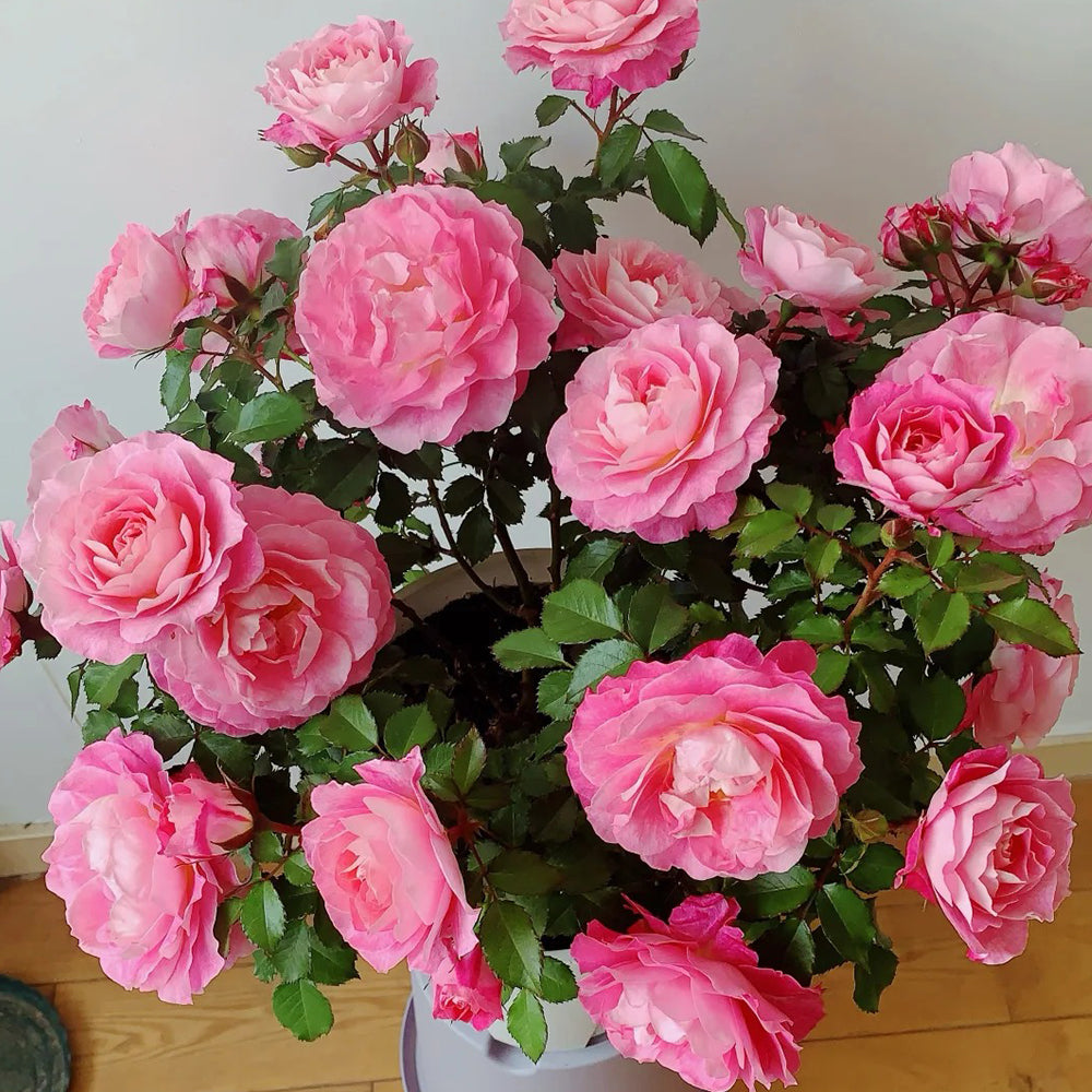 Rose Sale For Rose Shrub Florist Dutch Terrazza King Neptune M＋オットマン RU-74 FIRST THE roseカリモク 1人掛けソファ