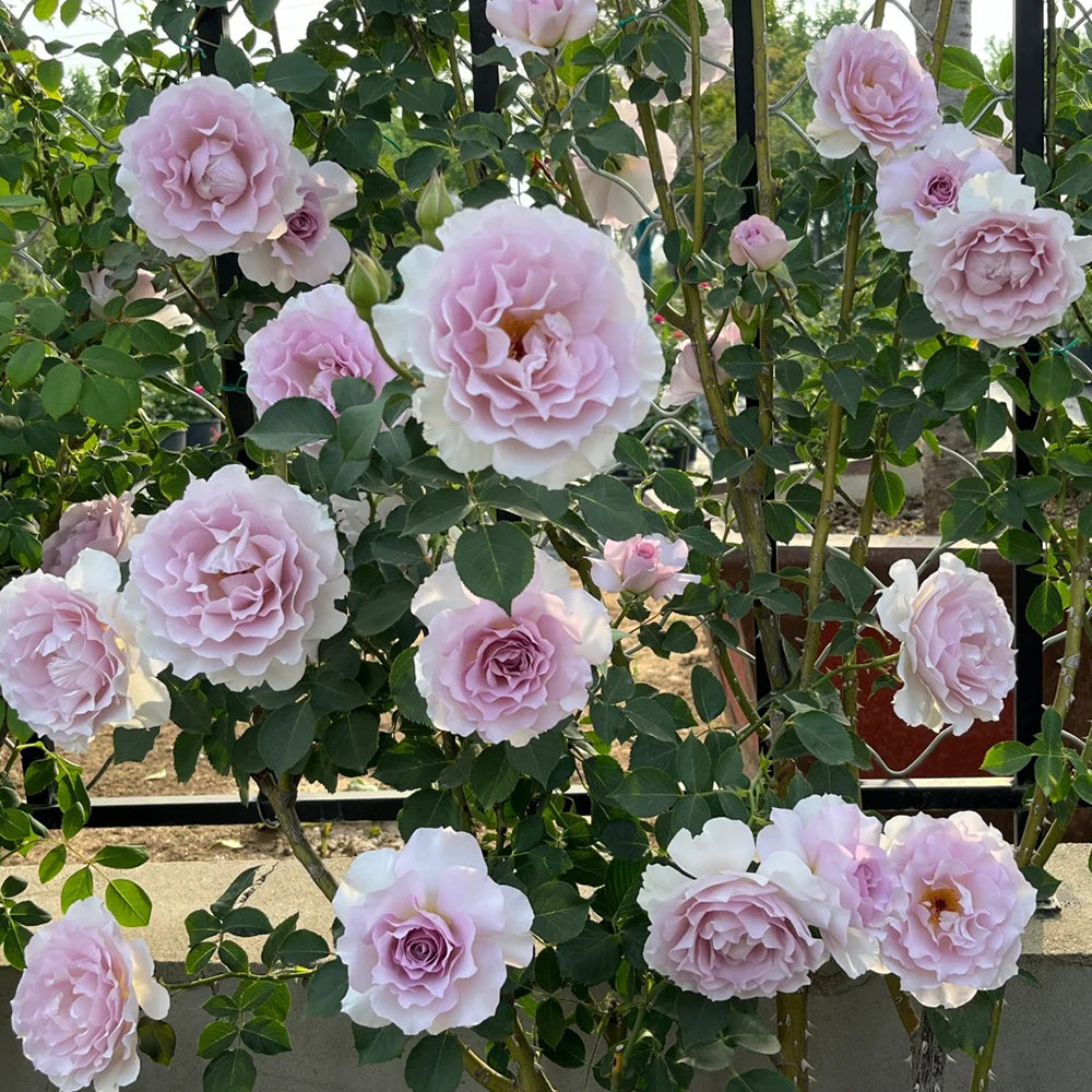 New Wave Japanese Florist Shrub Rose