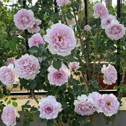 New Wave Japanese Florist Shrub Rose