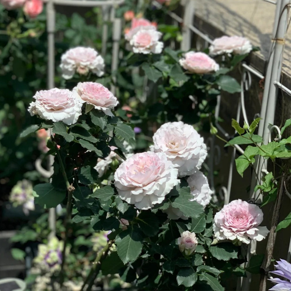 New Wave Japanese Florist Shrub Rose