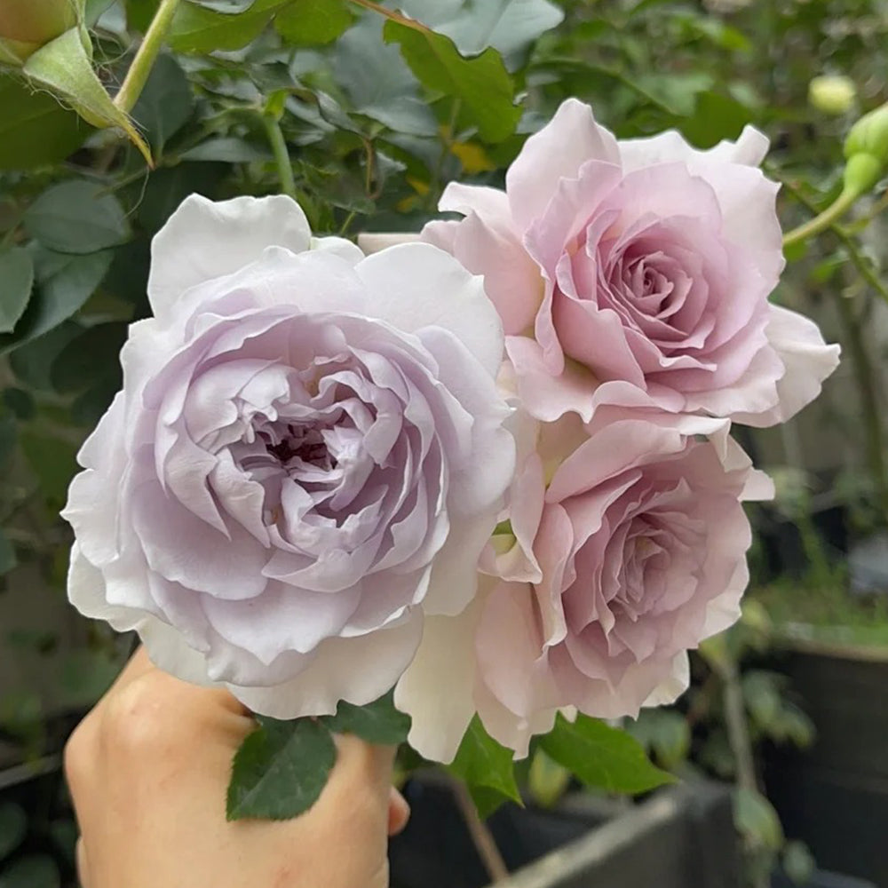 New Wave Japanese Florist Shrub Rose