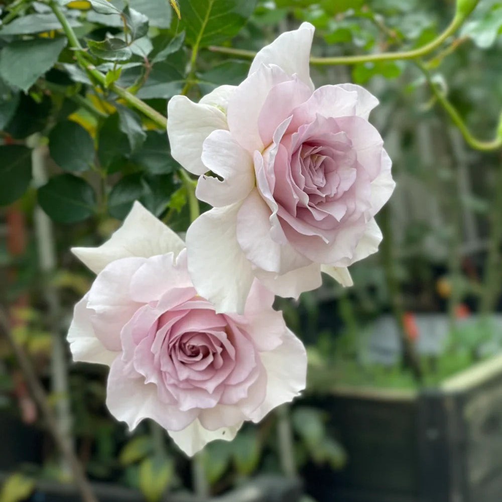 New Wave Japanese Florist Shrub Rose