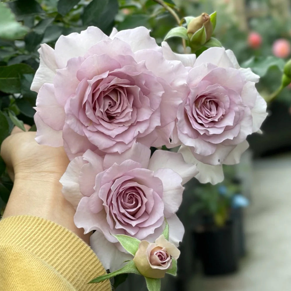 New Wave Japanese Florist Shrub Rose