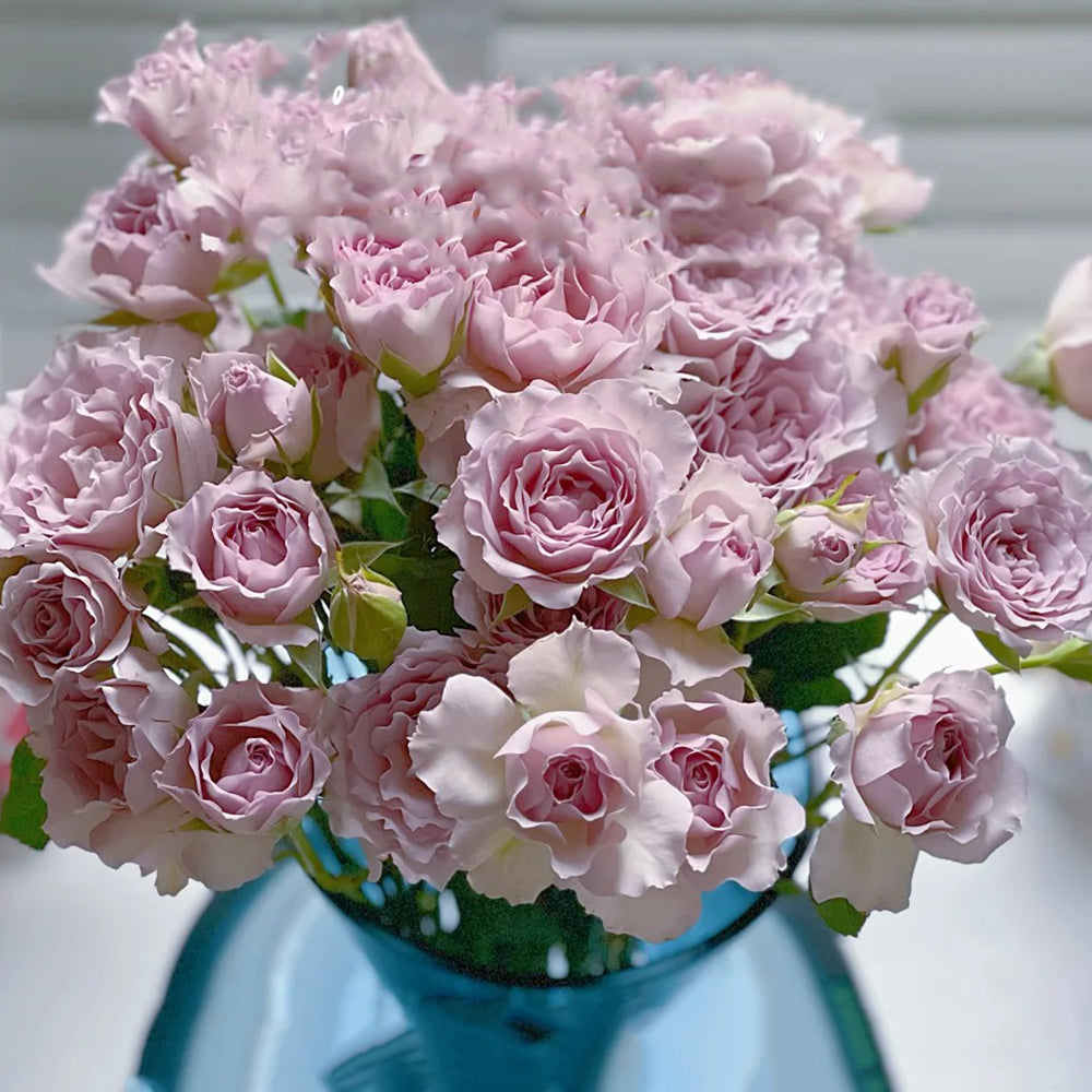 New Wave Japanese Florist Shrub Rose – Highgarden Roses