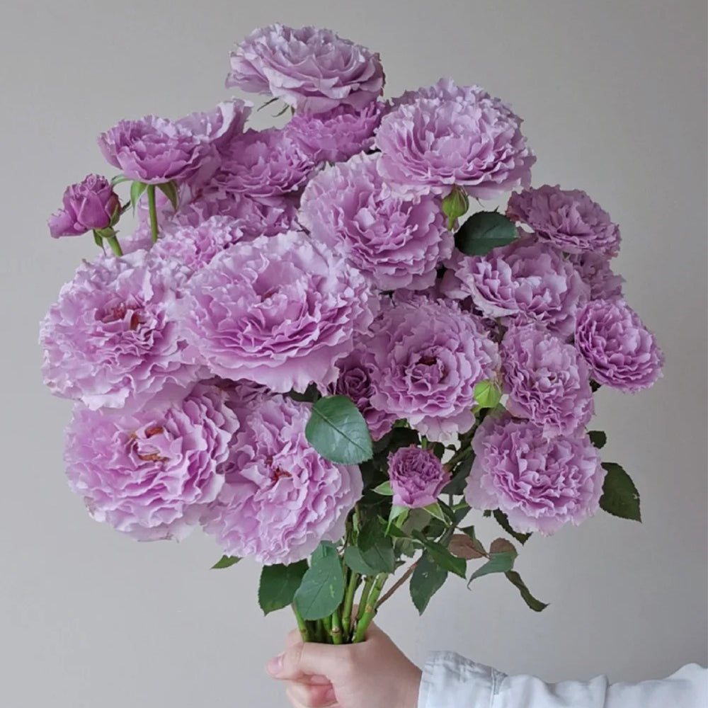 Shojun Roses New Wave Japanese Florist Shrub Rose – Highgarden Roses