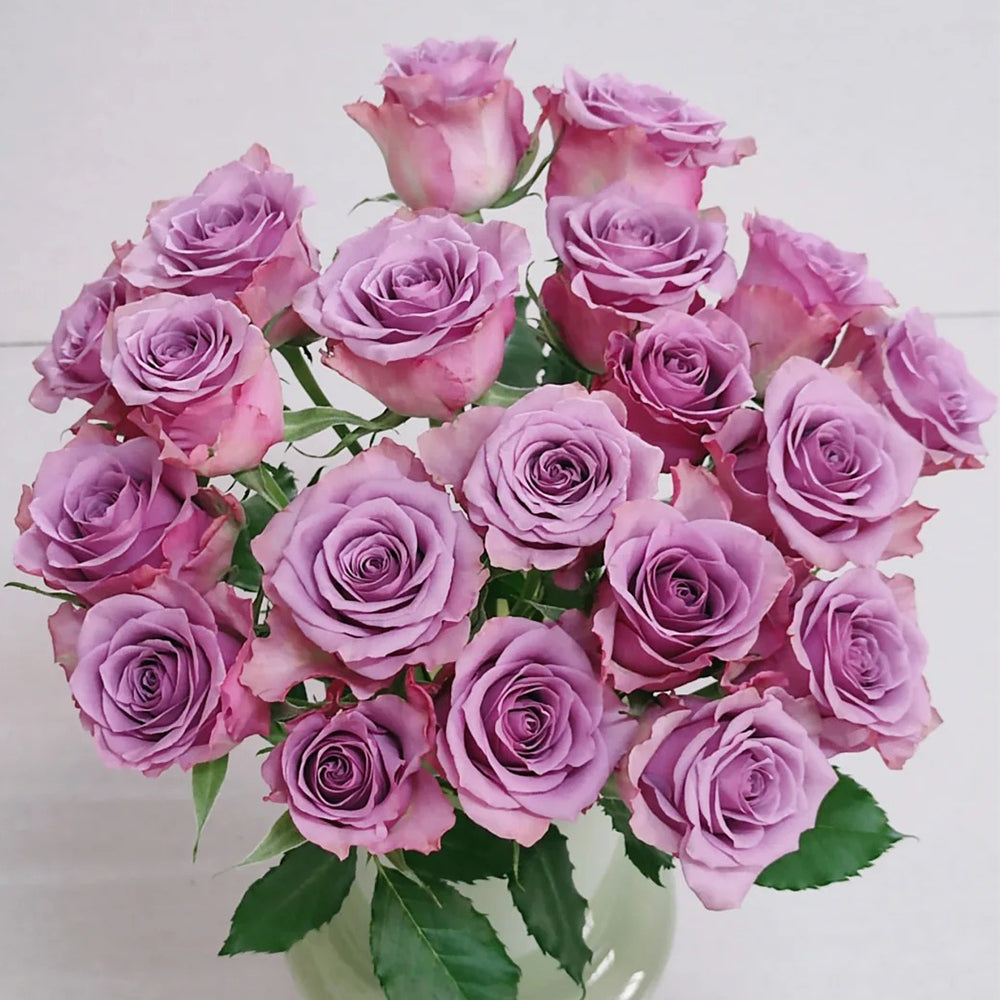 Nightingale Netherlands Florist Shrub Rose