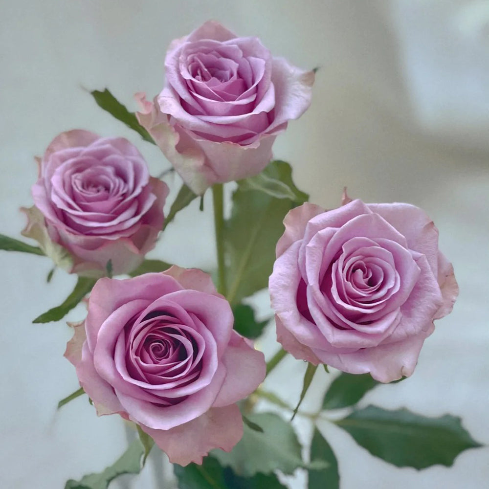 Nightingale Netherlands Florist Shrub Rose