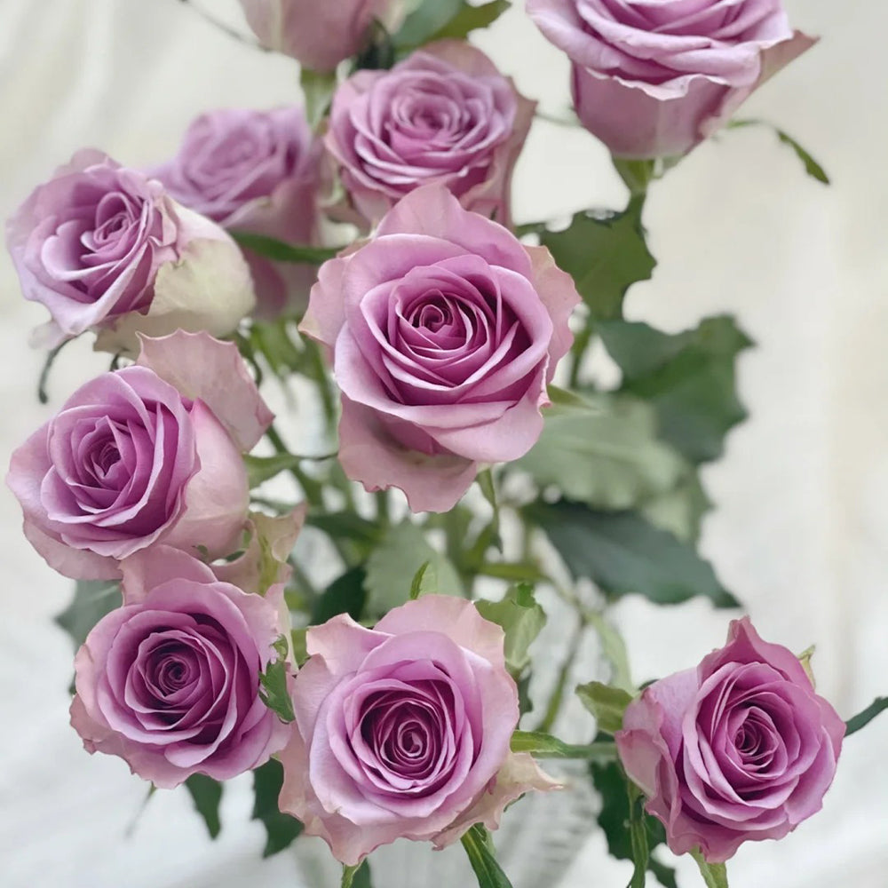 Nightingale Netherlands Florist Shrub Rose