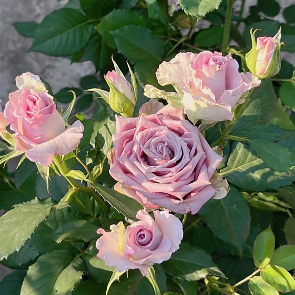 Nightingale Netherlands Florist Shrub Rose