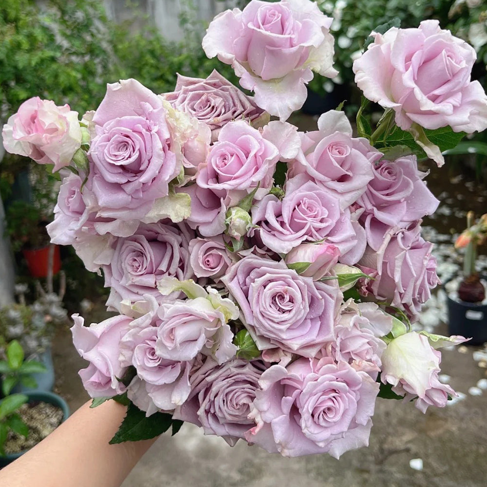 Nightingale Netherlands Florist Shrub Rose