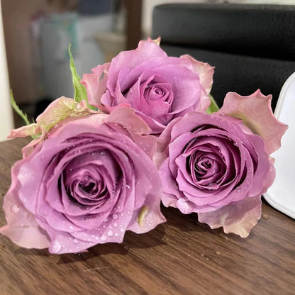Nightingale Netherlands Florist Shrub Rose