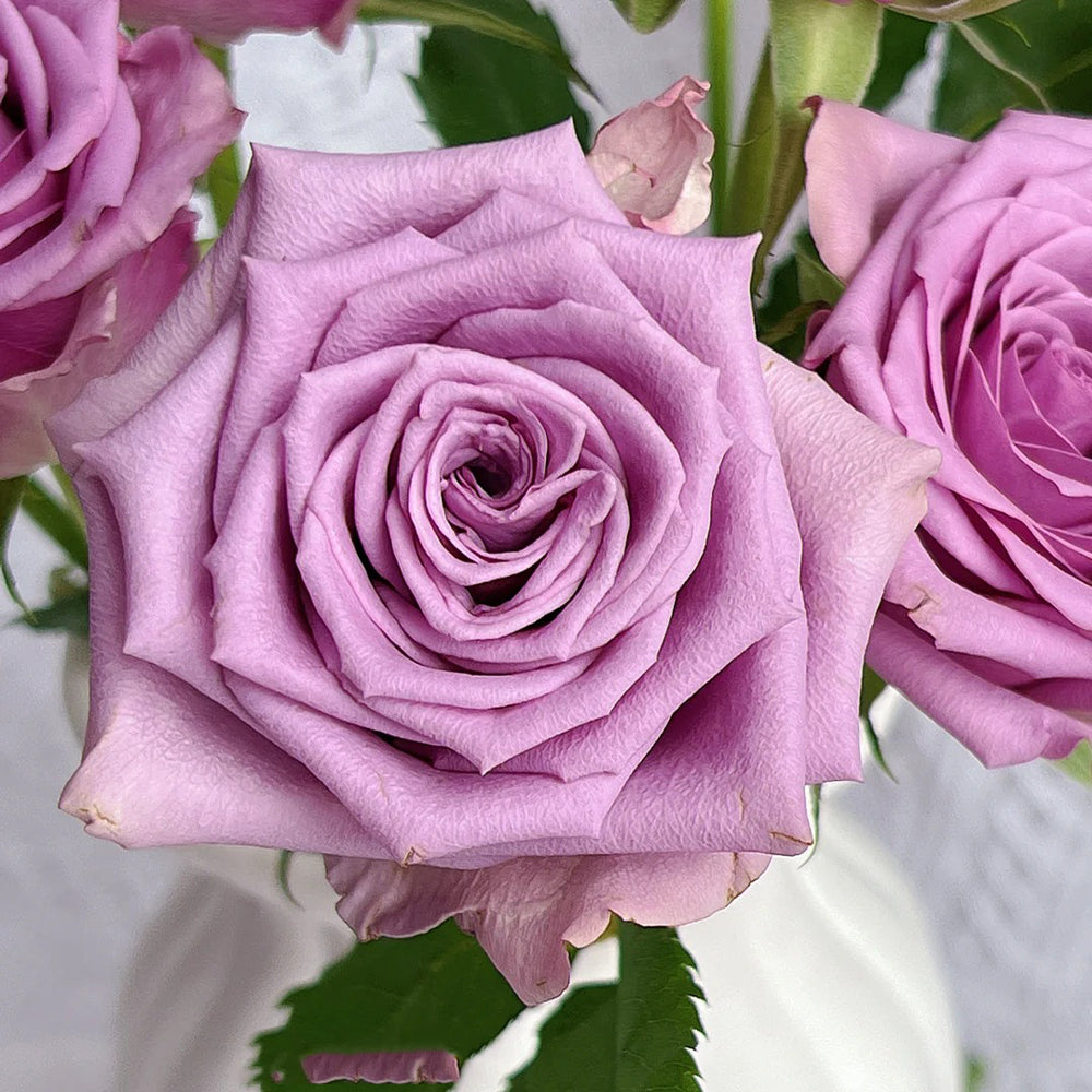 Nightingale Netherlands Florist Shrub Rose
