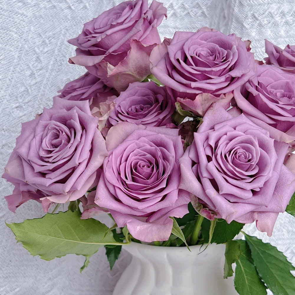 Nightingale Netherlands Florist Shrub Rose