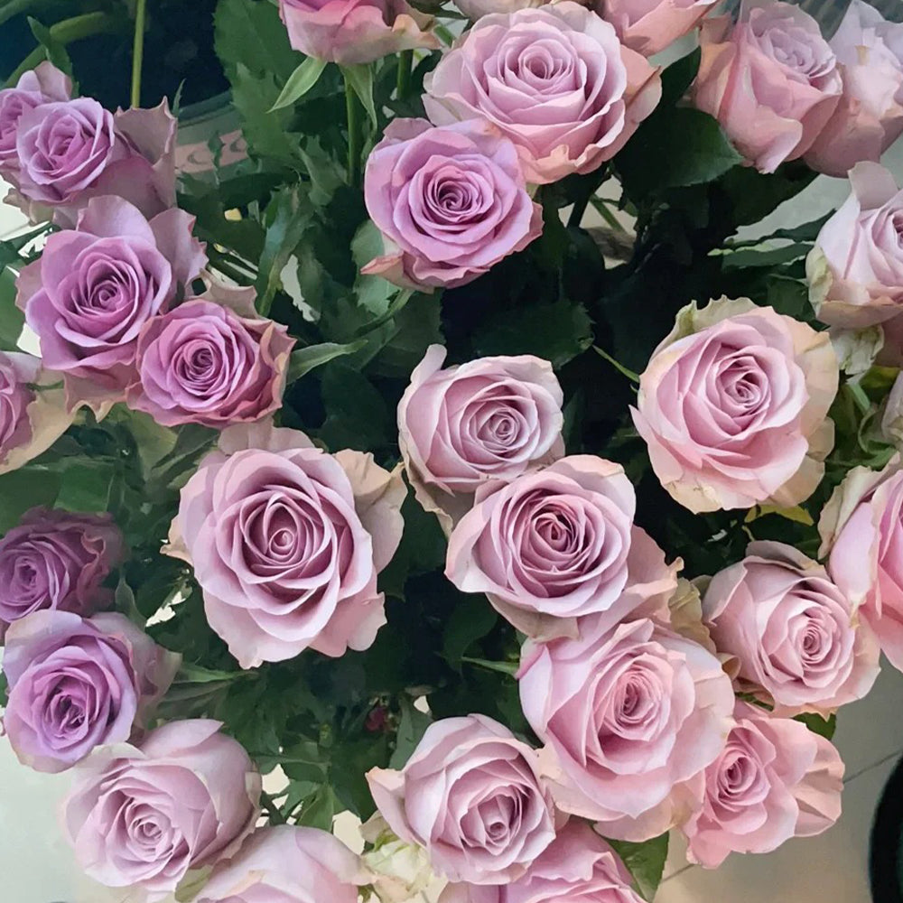 Nightingale Netherlands Florist Shrub Rose