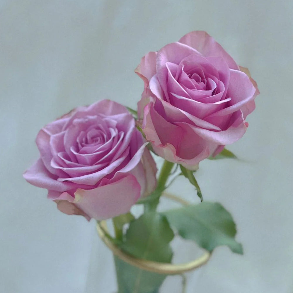 Nightingale Netherlands Florist Shrub Rose