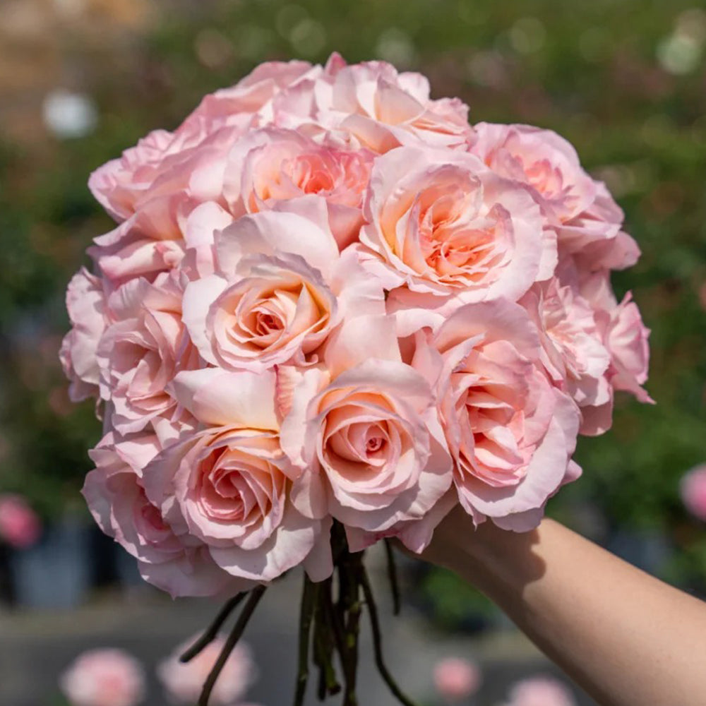Nift Roses Ninfa Japanese Florist Shrub Rose For Sale – Highgarden Roses
