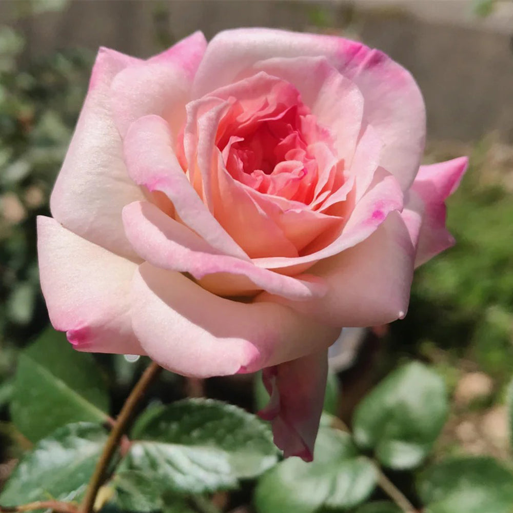 Ninfa Japanese Florist Shrub Rose For Sale – Highgarden Roses