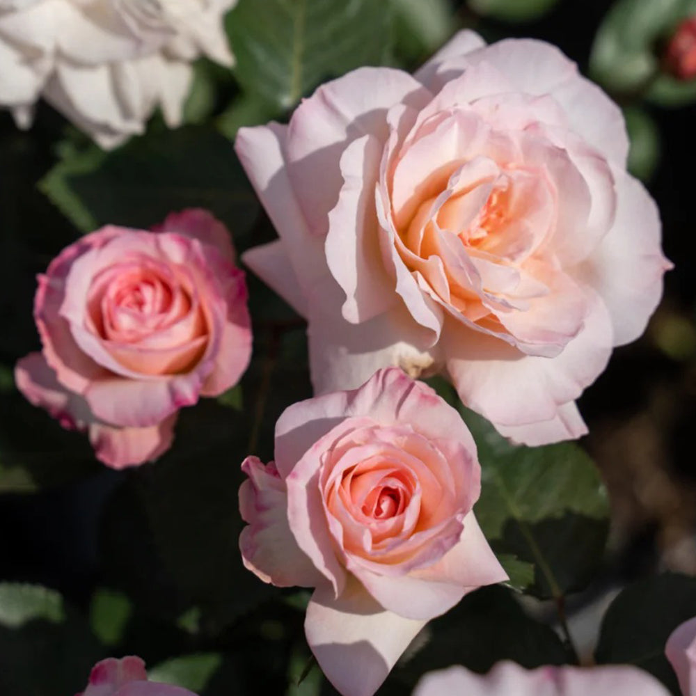 Ninfa Japanese Florist Shrub Rose