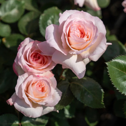 Ninfa Japanese Florist Shrub Rose