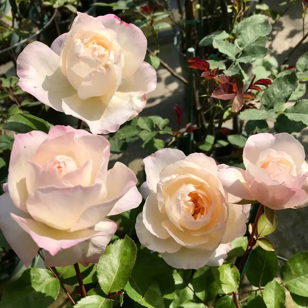 Ninfa Japanese Florist Shrub Rose For Sale – Highgarden Roses