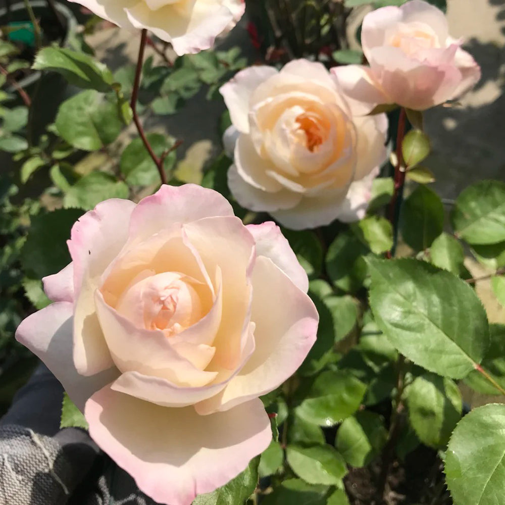 Ninfa Japanese Florist Shrub Rose