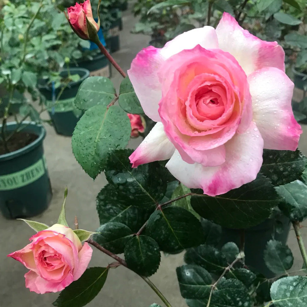 Ninfa Japanese Florist Shrub Rose For Sale – Highgarden Roses