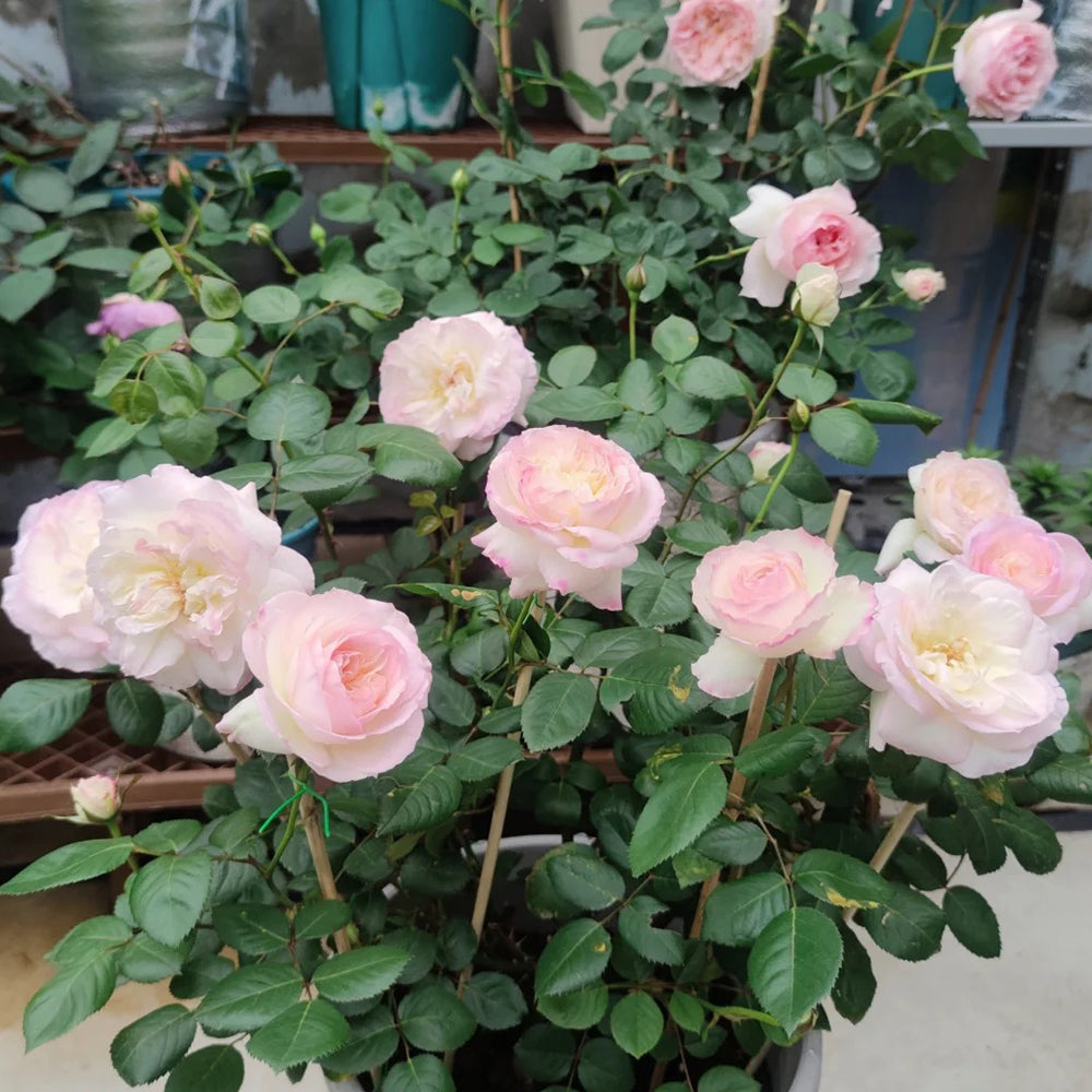 Ninfa Japanese Florist Shrub Rose