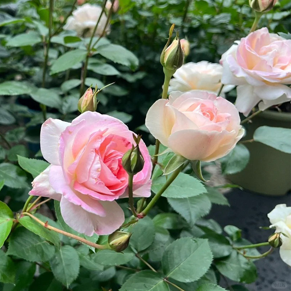 Ninfa Japanese Florist Shrub Rose