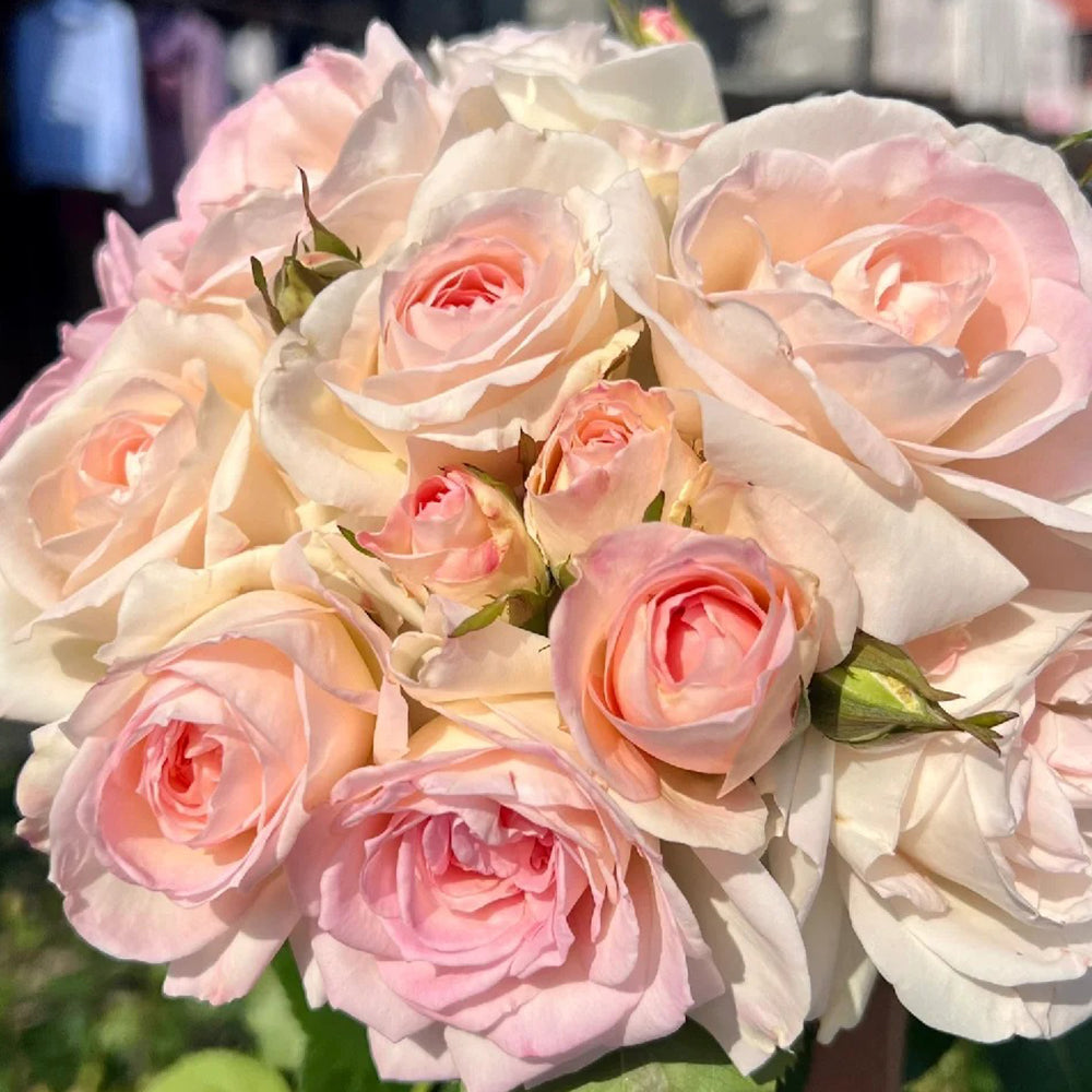 Ninfa Japanese Florist Shrub Rose For Sale – Highgarden Roses