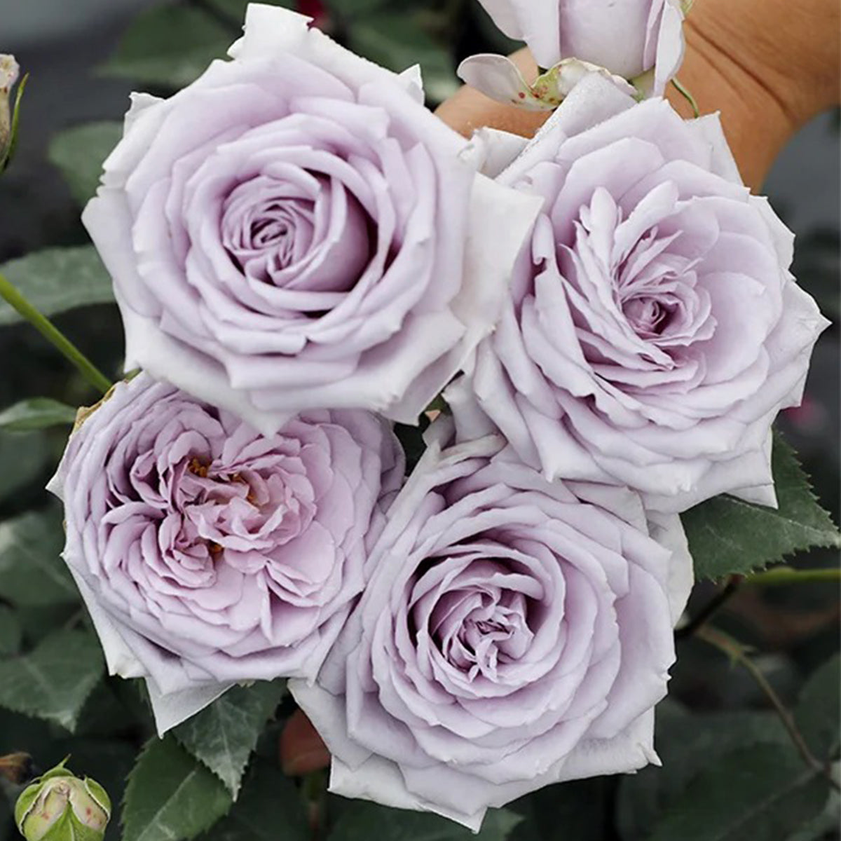 Noble Shine Japanese Garden Shrub Rose