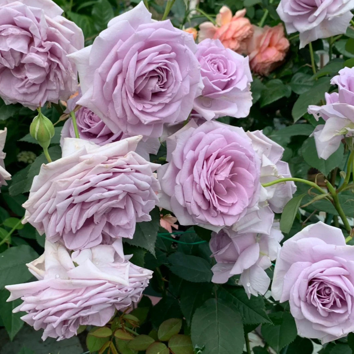 Noble Shine Japanese Garden Shrub Rose