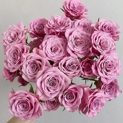 Nolla Netherlands Florist Shrub Rose