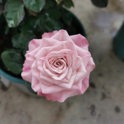 Nolla Netherlands Florist Shrub Rose