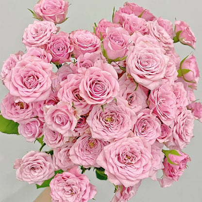 Nolla Netherlands Florist Shrub Rose