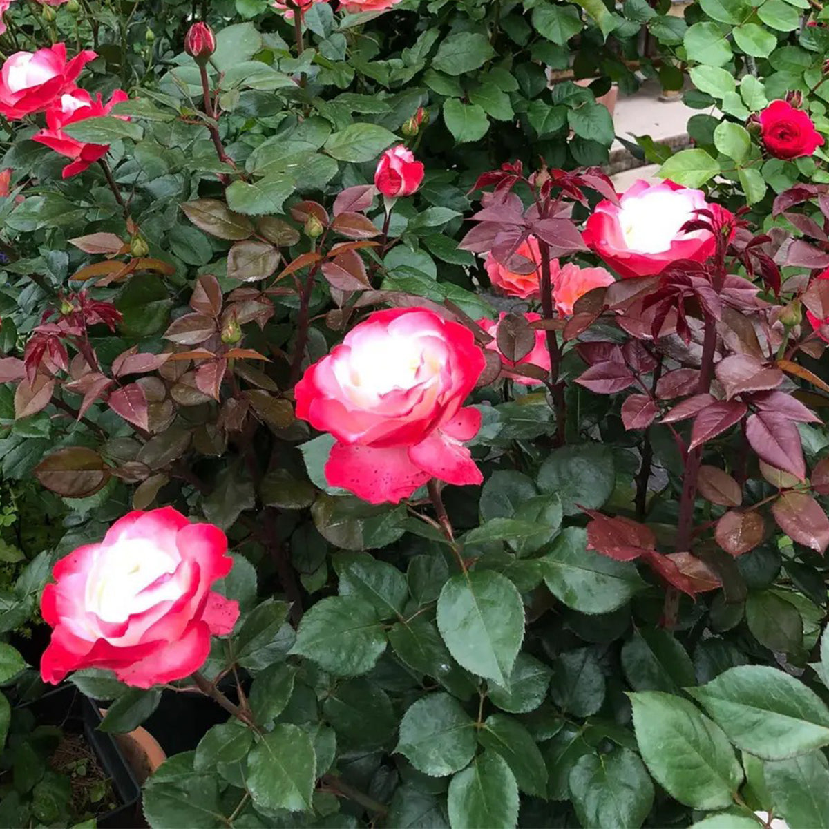 Nostalgia German Florist Hybrid Tea Rose For Sale – Highgarden Roses