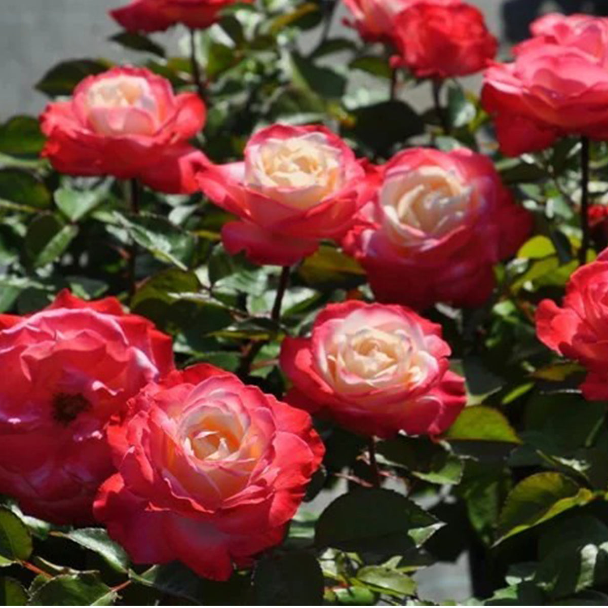 Nostalgia German Florist Hybrid Tea Rose