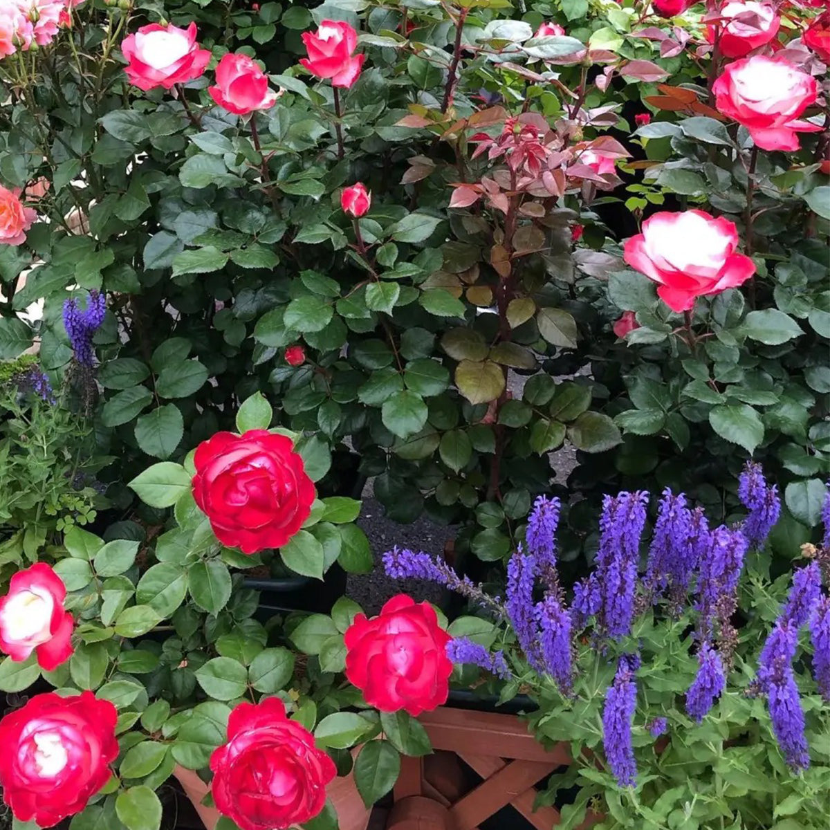 Nostalgia German Florist Hybrid Tea Rose