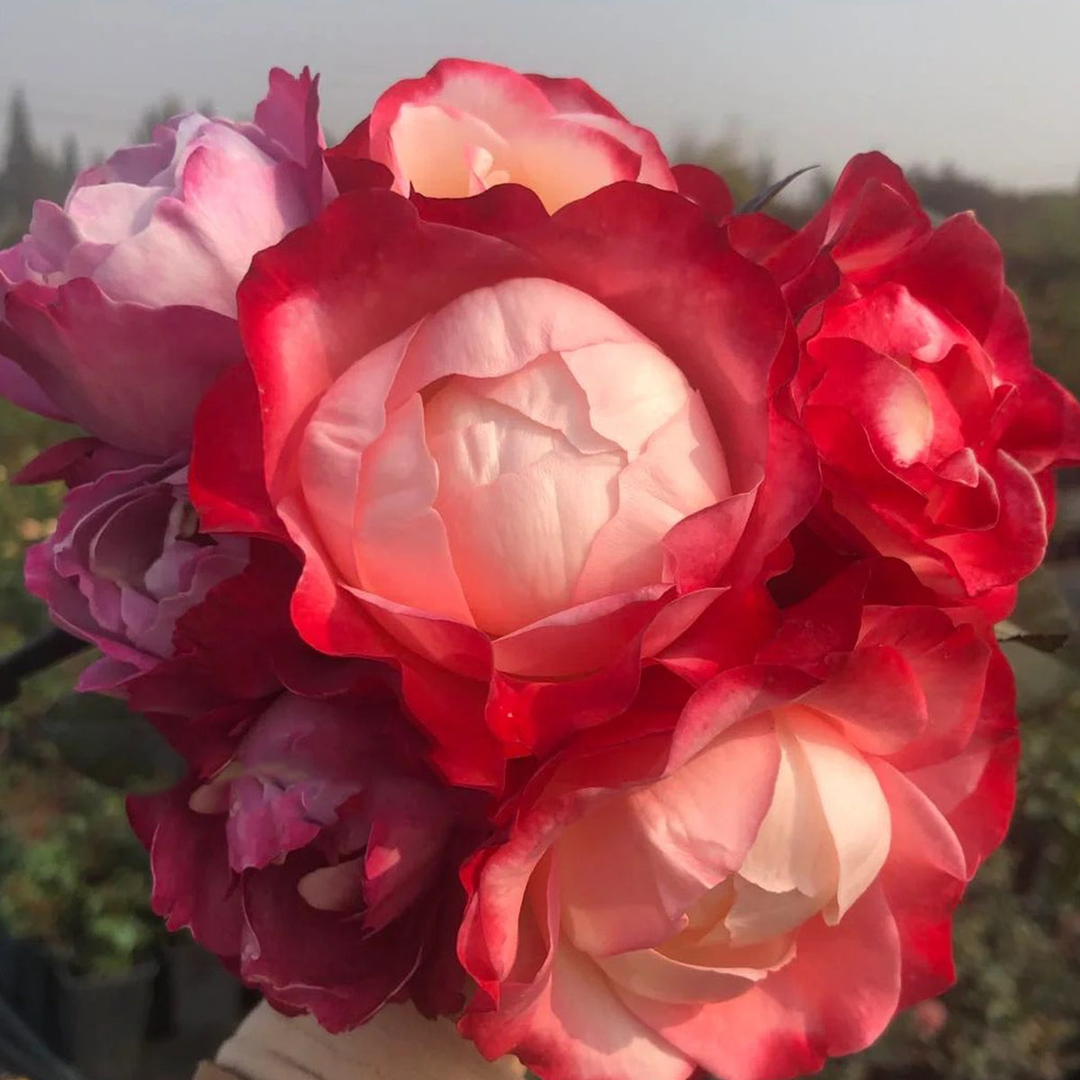 Highgarden Roses Nostalgia Rose - Thumbnail 5