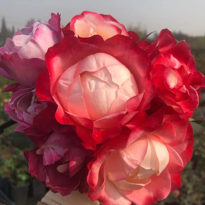 Nostalgia German Florist Hybrid Tea Rose