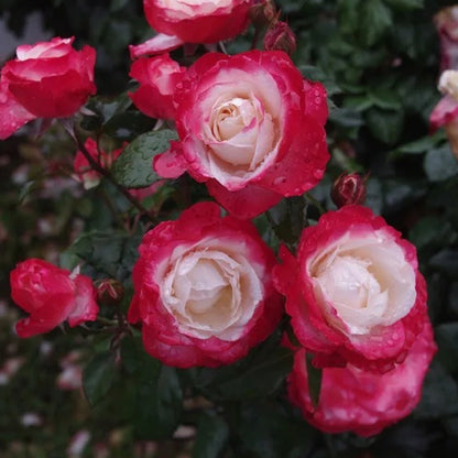 Nostalgia German Florist Hybrid Tea Rose