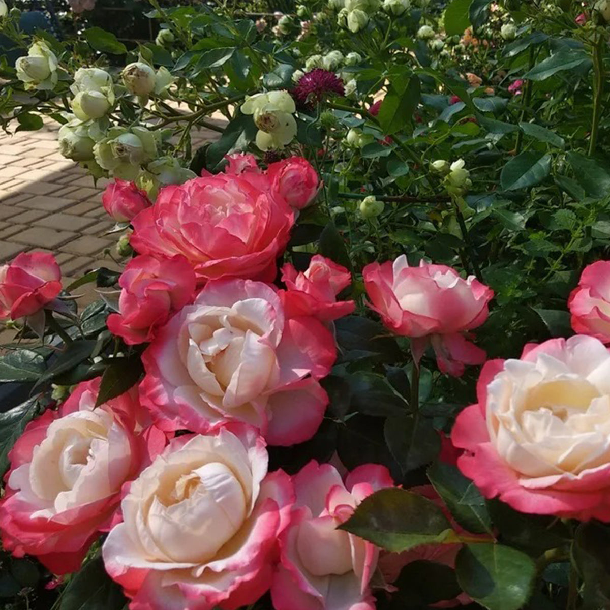 Nostalgia German Florist Hybrid Tea Rose