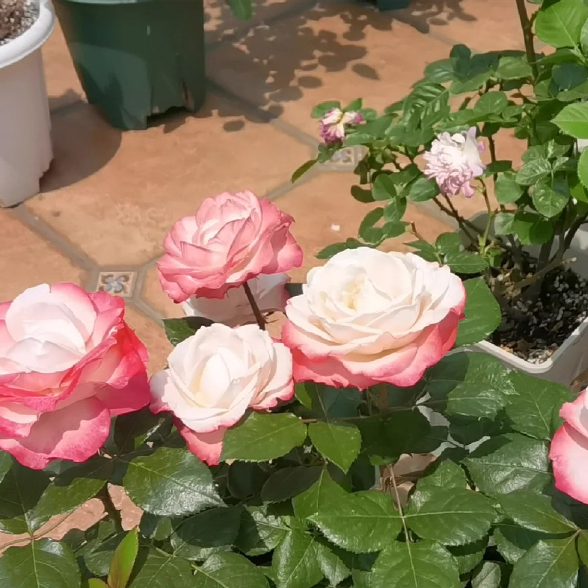 Nostalgia German Florist Hybrid Tea Rose