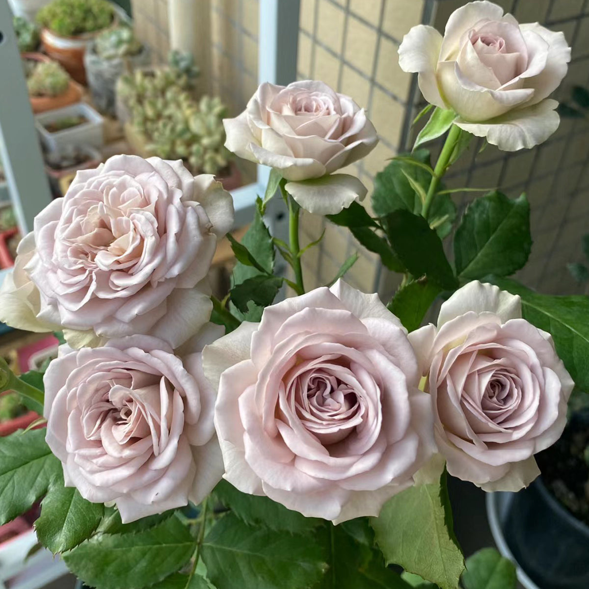 Notre Dame Dutch Florist Shrub Rose – Highgarden Roses