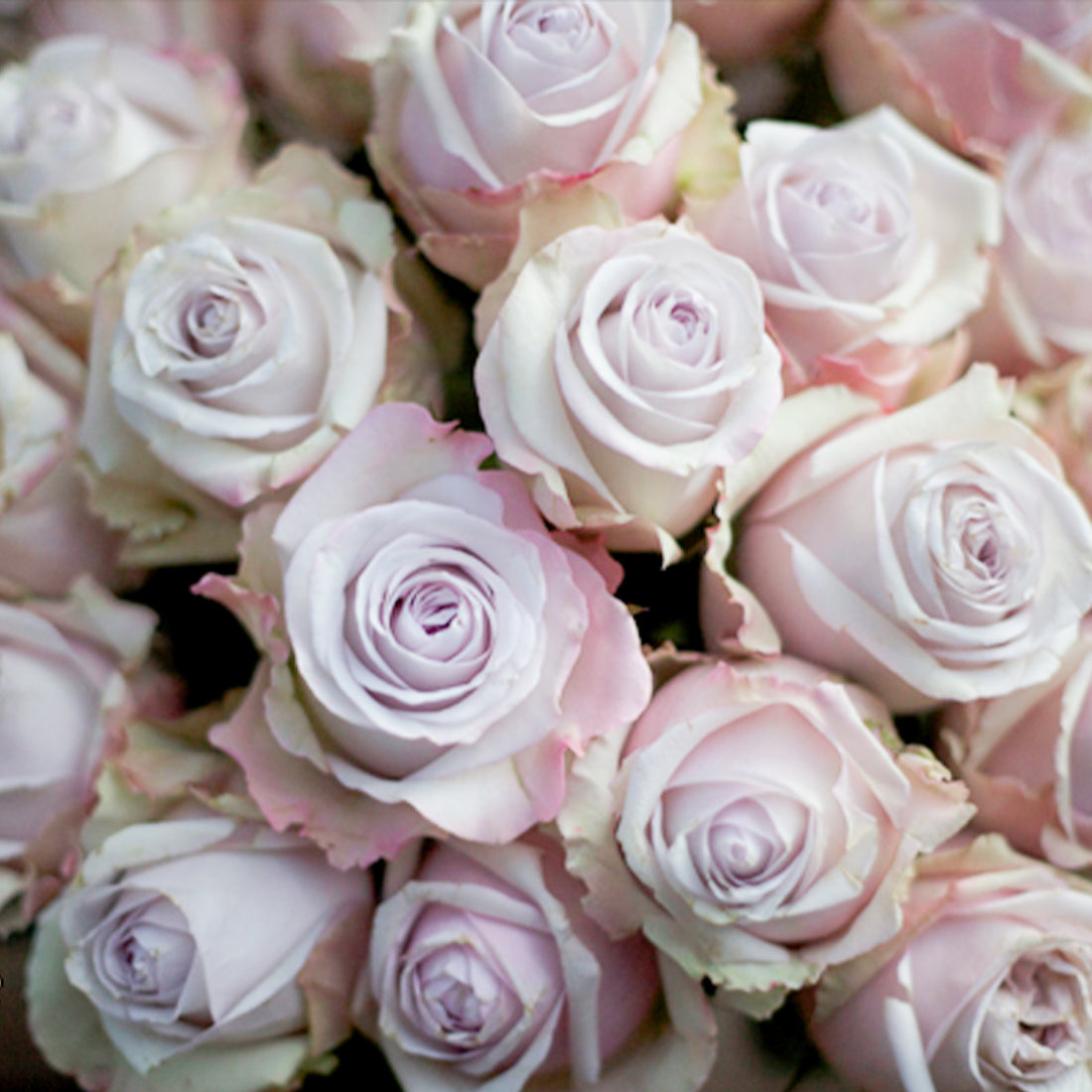 Nuage Ecuador Florist Shrub Rose