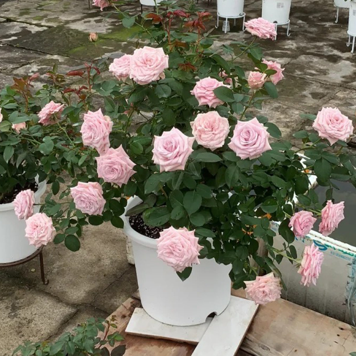 Nuage Ecuador Florist Shrub Rose