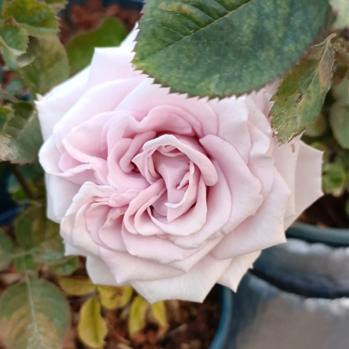 Nuage Ecuador Florist Shrub Rose